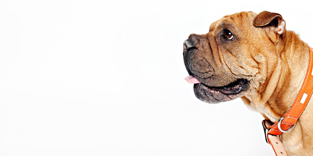 Hip Pooch listing photo