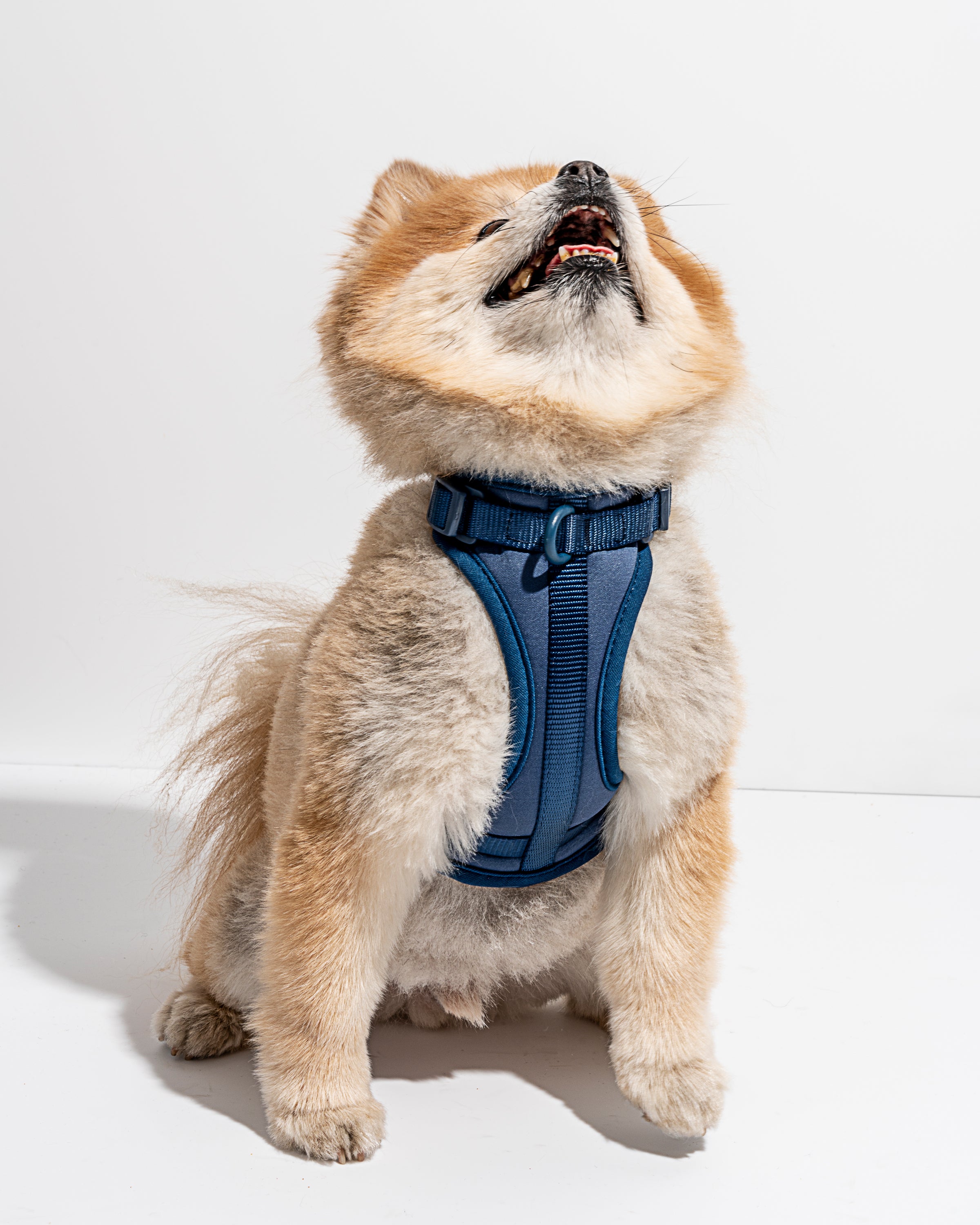 Navy top dog harness